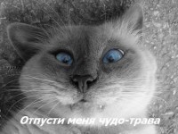 Васек